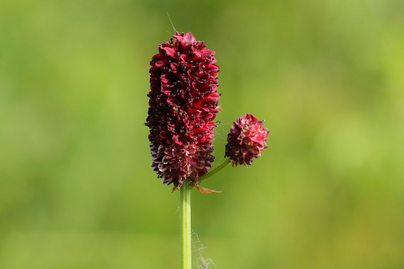 Изображение особи Sanguisorba officinalis.