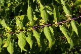 genus Callicarpa