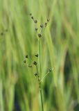 Juncus alpino-articulatus