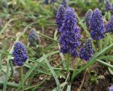 Muscari armeniacum