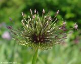 Allium rosenbachianum