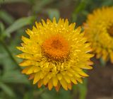 Xerochrysum bracteatum