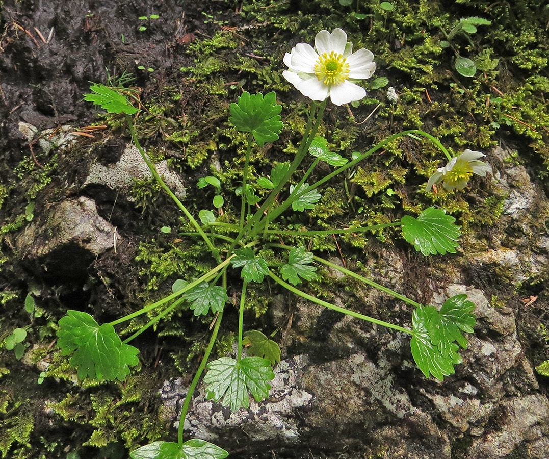 Изображение особи Ranunculus alpestris.