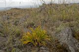 Patrinia sibirica. Плодоносящие растения с листьями в осенней окраске. Башкортостан, Учалинский р-н, Ильчигуловский сельсовет, окр. дер. Мулдашево, хр. Нурали, каменистый склон, ≈ 700 м н.у.м. 7 сентября 2018 г.