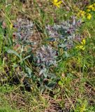 Nonea rossica