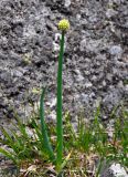 Allium altaicum