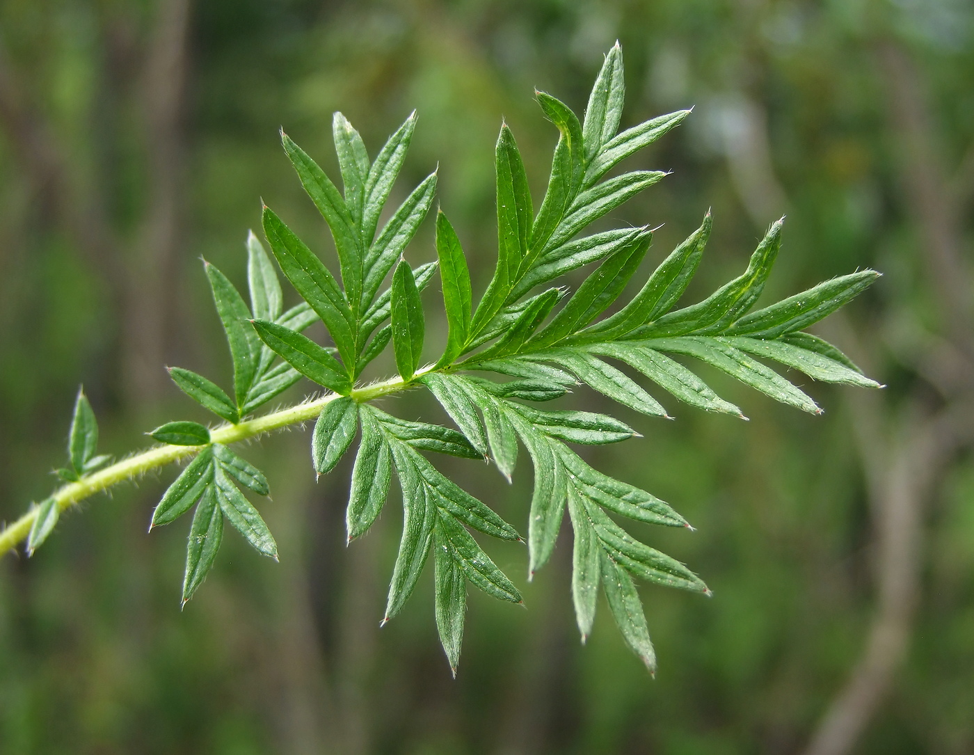 Изображение особи Potentilla tergemina.