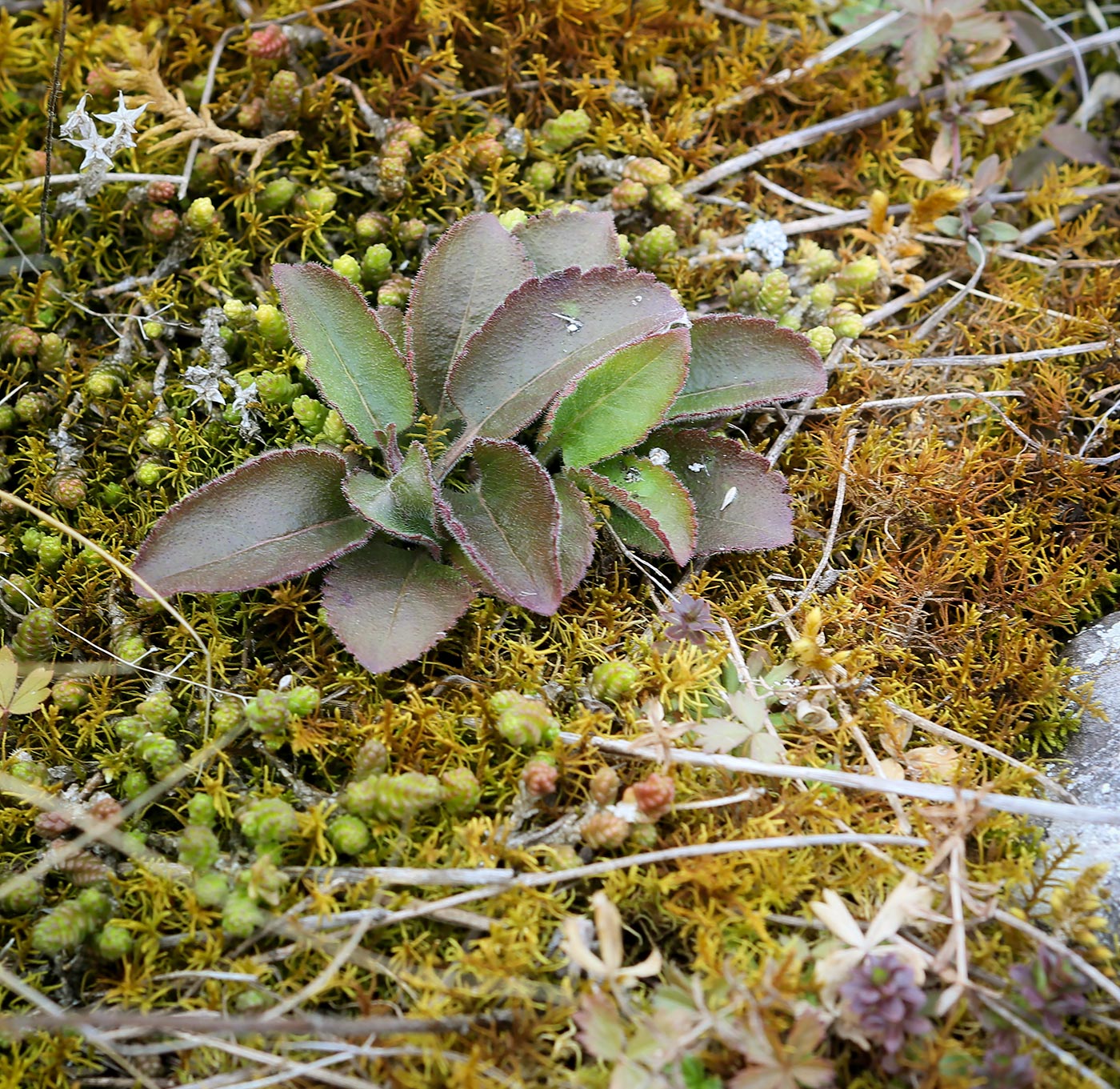 Image of Veronica spicata specimen.