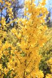 Forsythia ovata. Часть ветви с цветками. Краснодарский край, Черноморское побережье Кавказа, г. Новороссийск, в культуре. 26 марта 2019 г.