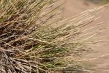 Festuca ovina