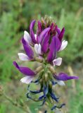 Oxytropis ferganensis. Соцветие. Кыргызстан, Чуйская обл., окр. г. Бишкек восточнее с. Орто-Сай, предгорье, лог между холмами. 25.05.2019.