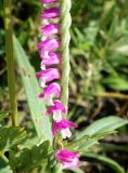 Spiranthes australis. Часть соцветия. Приморский край, окр. пос. Михайловка, разнотравный луг. 29.08.2019.