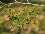 Thuja occidentalis. Часть ветви молодого растения со вскрывшимися шишками (`Albospicata`). Марий Эл, г. Йошкар-Ола, Центральный парк, в культуре. 03.11.2020.