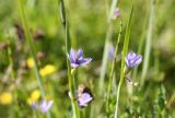 Sisyrinchium montanum