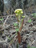 Petasites spurius