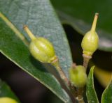 Pittosporum undulatum