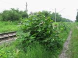 Catalpa bignonioides