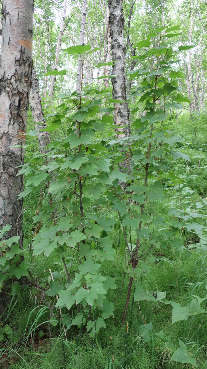 Изображение особи Ribes pallidiflorum.