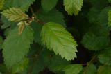 Betula pendula