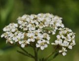 Achillea ptarmicoides. Общее соцветие с личинкой клопа. Приморский край, Уссурийский гор. округ, окр. с. Монакино, широколиственное редколесье. 13.07.2022.