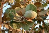 Calotropis procera