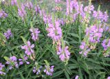 Physostegia virginiana