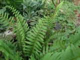 Polystichum munitum