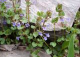 Glechoma hederacea. Побеги цветущего растения. Казахстан, Восточно-Казахстанская обл., г. Усть-Каменогорск, парк \"Жастар\", в культуре. 02.05.2023.