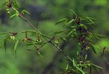 Acer mandshuricum. Ветвь с молодыми листьями и соцветиями. Южное Приморье, Сихотэ-Алинь, Лазовский заповедник, дол. р. Перекатная. 20.05.2001.