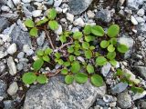 Salix reticulata