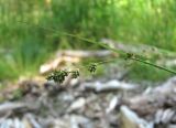 Carex brunnescens