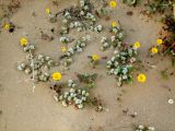 Paronychia argentea. Цветущие растения (жёлтые соцветия - Crepis aculeata, справа - Rumex bucephalophorus). Израиль, Шарон, г. Герцлия, высокий берег Средиземного моря. 01.04.2008.