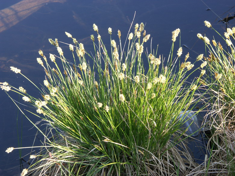 Изображение особи Carex appropinquata.