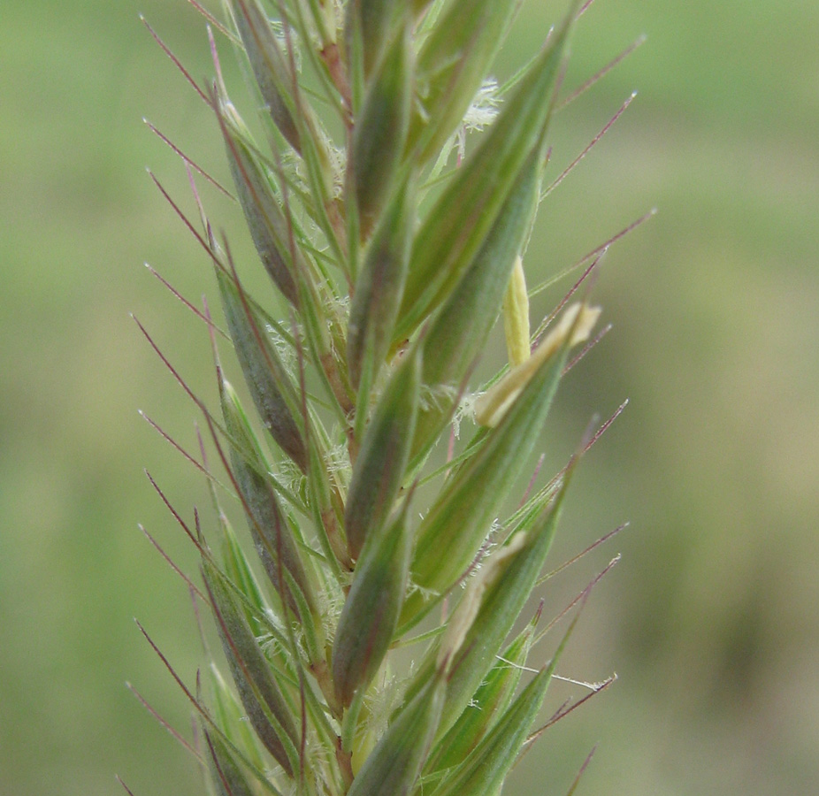 Image of genus Leymus specimen.