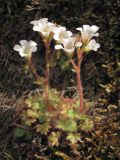 Saxifraga irrigua. Цветущее растение. Крым, Ялтинская яйла. 8 июня 2012 г.