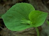 Viola mirabilis