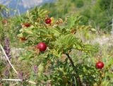 Rosa spinosissima. Верхушка ветви плодоносящего растения. Крым, окр. г. Ялта, хр. Иограф. 23 июня 2012 г.