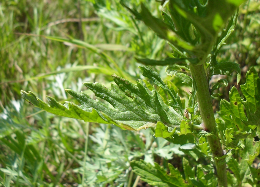 Изображение особи Senecio grandidentatus.