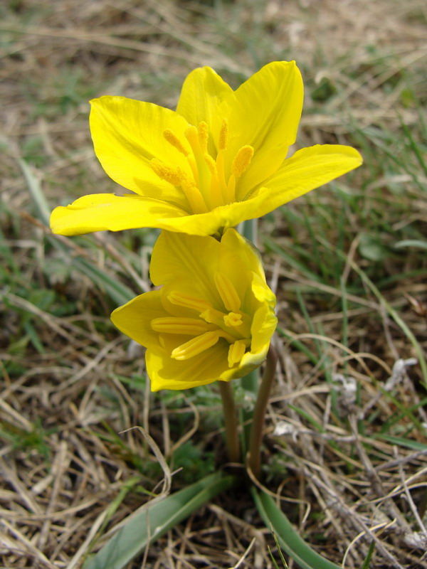 Изображение особи Tulipa uniflora.