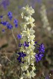 Delphinium semibarbatum