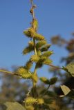 Xanthium orientale