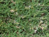 Astragalus sempervirens