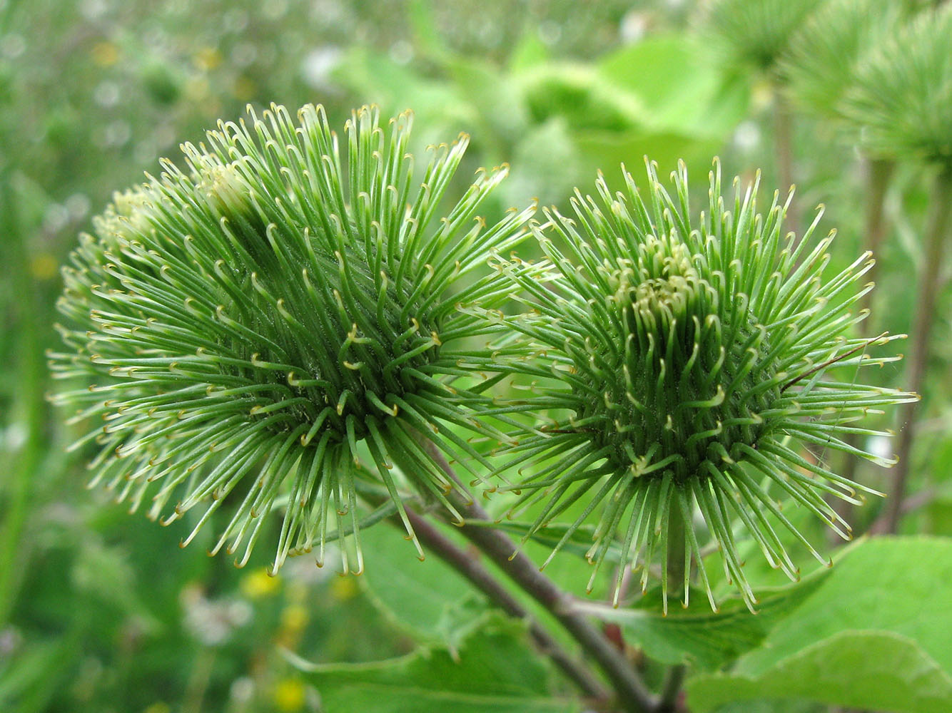 Изображение особи Arctium lappa.