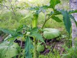 Arisaema japonicum