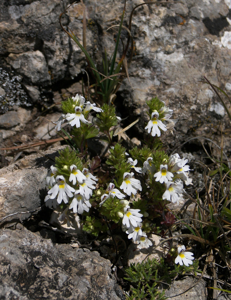 Изображение особи Euphrasia petiolaris.