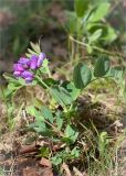 Lathyrus подвид pubescens