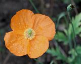 Papaver rupifragum. Цветок и плод. Германия, г. Дюссельдорф, Ботанический сад университета. 14.08.2013.