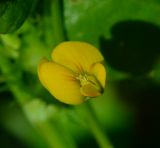 Medicago polymorpha