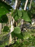 Betula pendula. Побег. Крымский природный заповедник, северо-восточный склон Бабуган-Яйлы. 18.07.2009.