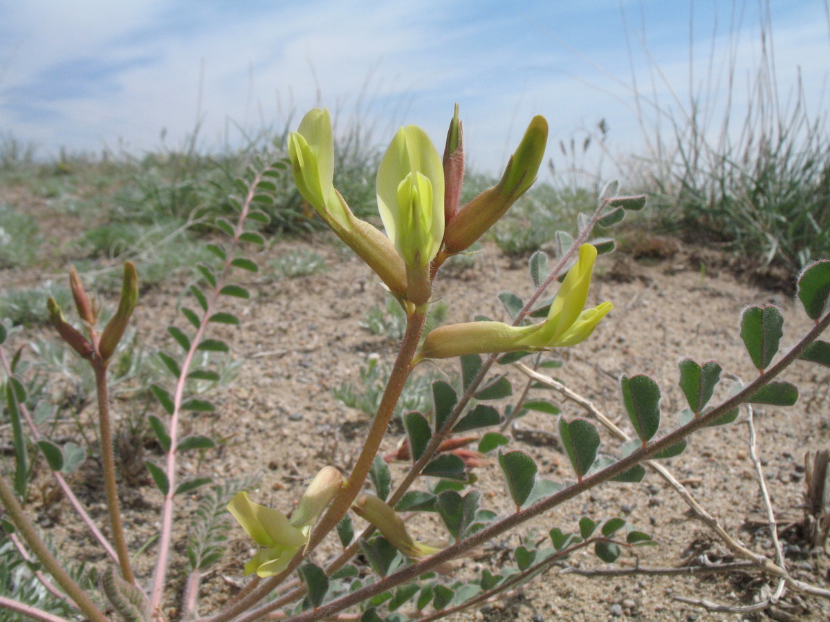 Изображение особи Astragalus farctus.